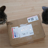 bomb-sniffing cats