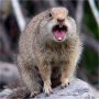 Angry Animal 1